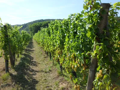Earl Flesch Francois Et Fils — Vignoble à Pfaffenheim