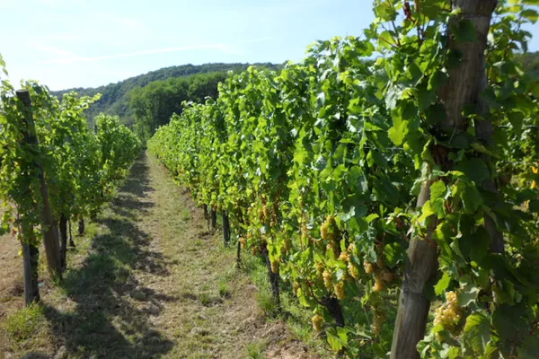 Earl Flesch Francois Et Fils, Vignoble à Pfaffenheim — Cabinet