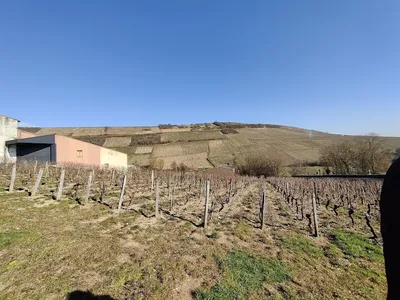 Famille Bourgeois - Dégustation et vente — Vignoble à Sancerre