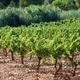 Groupe ICV - Centre oenologique du Gard
