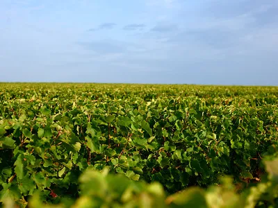 JEAN CLAUDE ET DIDIER AUBERT — Établissement vinicole à Vouvray