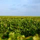 JEAN CLAUDE ET DIDIER AUBERT