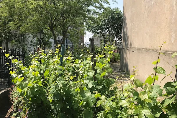 La Commanderie du Clos Montmartre, Vignoble à Paris — Cabinet