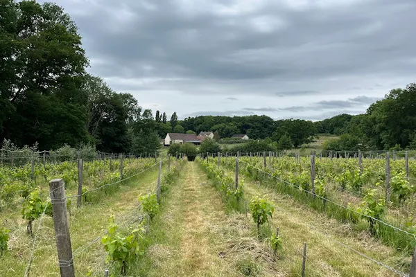 Le Clos Férout, Vignoble à Le Heaulme — Cabinet