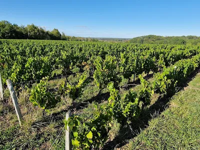 Le Domaine des Pierrettes - Lamantin des Vignes — Établissement vinicole à Rilly-sur-Loire