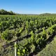 Le Domaine des Pierrettes - Lamantin des Vignes