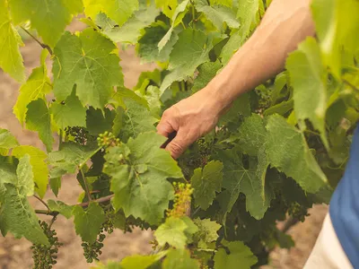Le Domaine Grandjouan — Établissement vinicole à Saint-Mars-de-Coutais