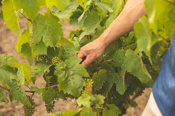 Le Domaine Grandjouan, Établissement vinicole à Saint-Mars-de-Coutais — Cabinet