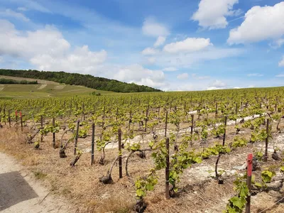 LE PETIT TRAIN DES VIGNOBLES DE CHAMPAGNE — Agence de visites touristiques à Chamery