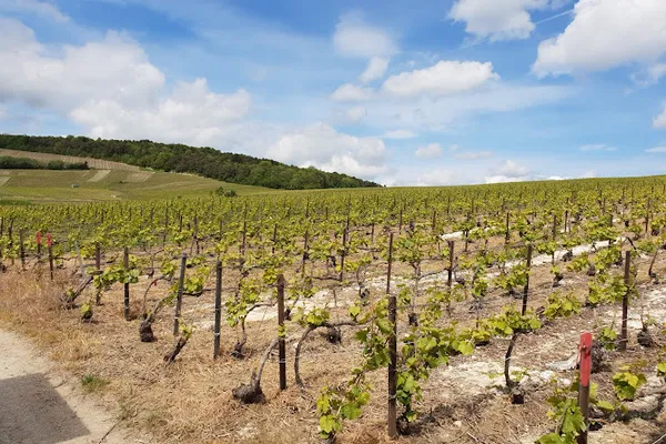 LE PETIT TRAIN DES VIGNOBLES DE CHAMPAGNE, Agence de visites touristiques à Chamery — Cabinet