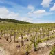 LE PETIT TRAIN DES VIGNOBLES DE CHAMPAGNE