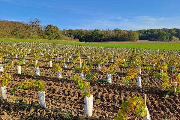Le Vignoble de Montépilloy, Établissement vinicole à Montépilloy — Cabinet