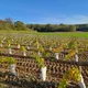 Le Vignoble de Montépilloy