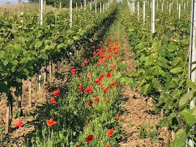 Les Coteaux du Montguichet — Établissement vinicole à Chelles