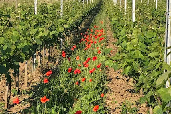 Les Coteaux du Montguichet, Établissement vinicole à Chelles — Cabinet