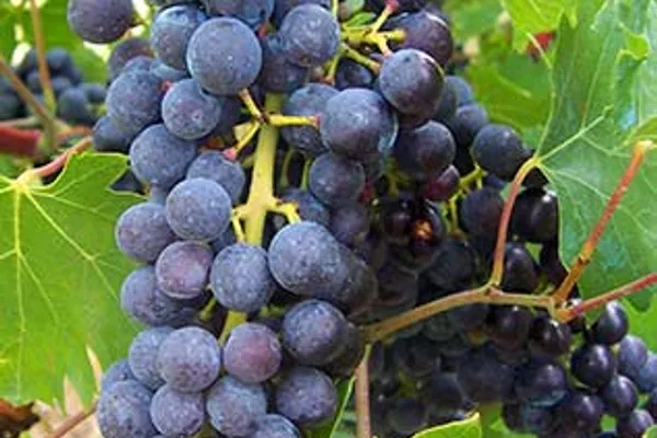*Les Jardins de Joséphine*® Distributeur Riccardo Larosa -Produits Italiens Pour le Jardinage, attractions à Malakoff — Cabinet