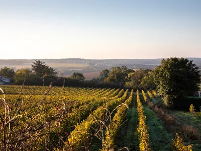 Montgilet - Famille Lebreton — Vignoble à Les Garennes sur Loire