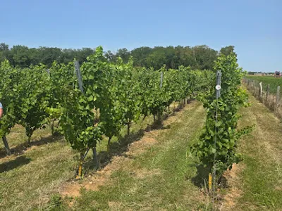 Nouvelle Plaine - SCEA Champart — Vignoble à Mérouville