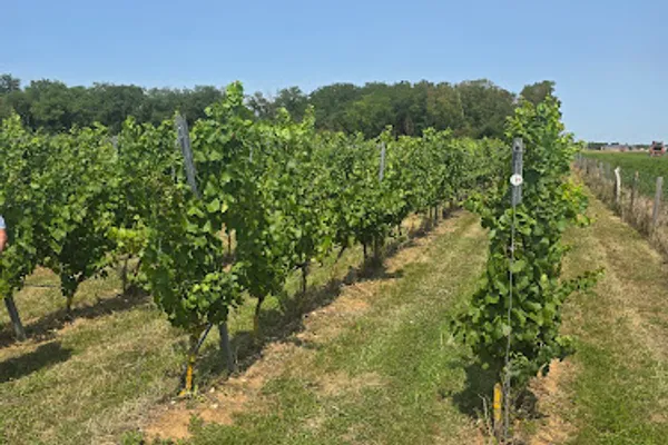 Nouvelle Plaine - SCEA Champart, Vignoble à Mérouville — Cabinet