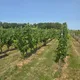 Nouvelle Plaine - SCEA Champart
