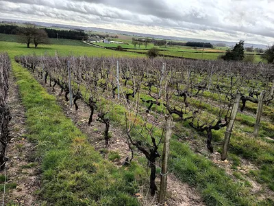 Olivier CHAMPION — Établissement vinicole à Loir en Vallée