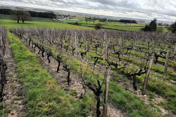 Olivier CHAMPION, Établissement vinicole à Loir en Vallée — Cabinet