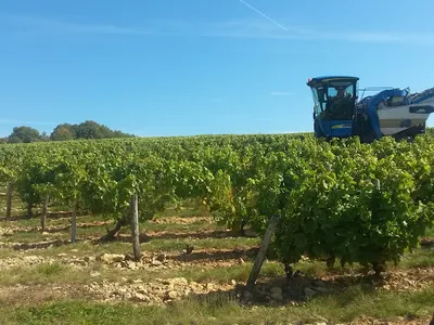 S.C.E.V Jean-Jacques Bardin — Vignoble à Pouilly-sur-Loire