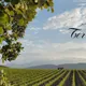 Société Coopérative Vinification