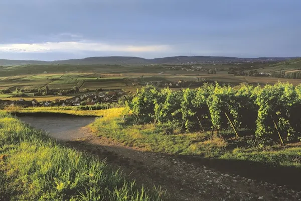 Sourcing de Terroirs, Grossiste en vins à Paris — Cabinet