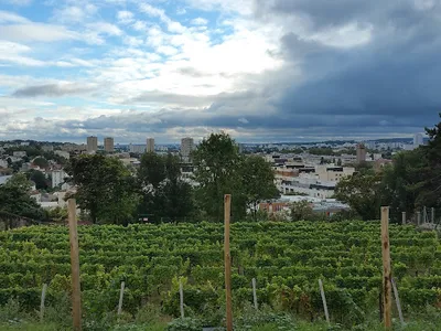 Vigne de Cachan — Établissement vinicole à Cachan