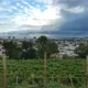 Vigne de Cachan