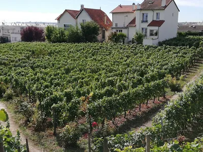 Vigne de Suresnes — Vignoble à Suresnes