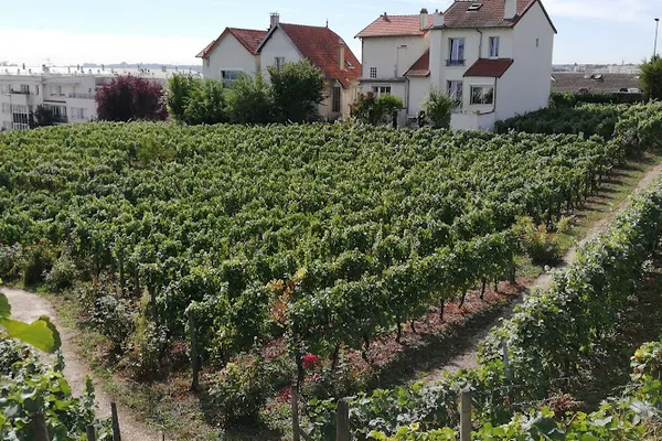 Vigne de Suresnes, Vignoble à Suresnes — Cabinet