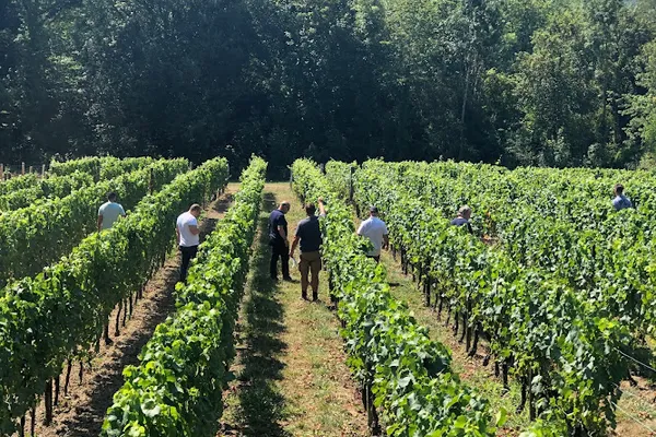 Vigne Envie, Établissement vinicole à Guérard — Cabinet