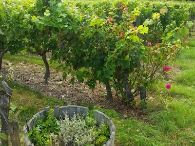 Vignoble de la Tuffière — Vignoble à Jarzé Villages