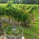 Vignoble de la Tuffière