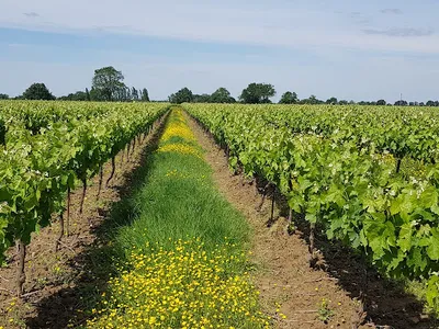Vignoble de Rochanvigne — Vignoble à Vieillevigne