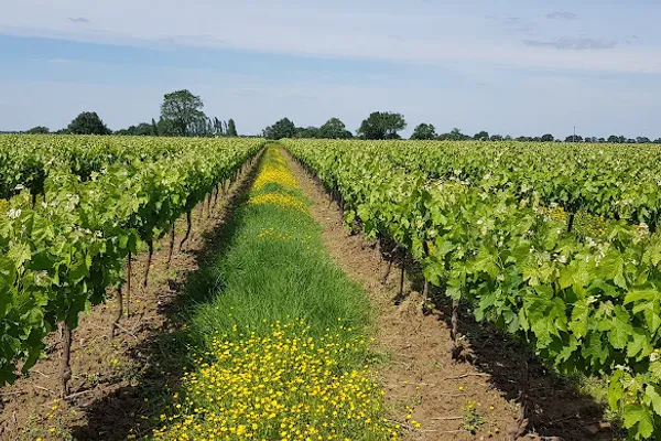 Vignoble de Rochanvigne, Vignoble à Vieillevigne — Cabinet