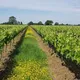 Vignoble de Rochanvigne