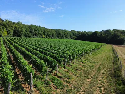Vignoble des Voeux - Martin Ebersbach — Vignoble à Ailly-sur-Noye