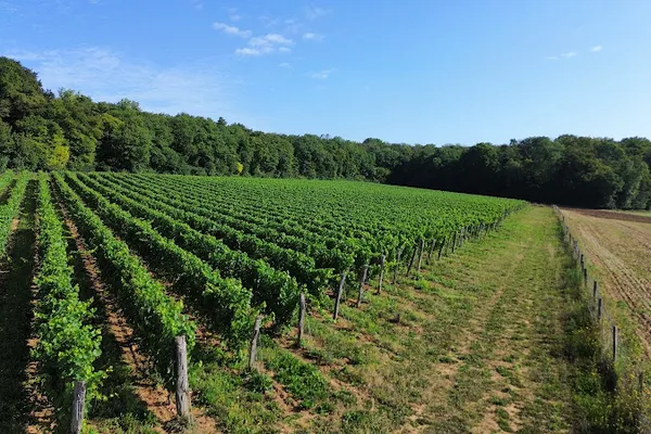 Vignoble des Voeux - Martin Ebersbach, Vignoble à Ailly-sur-Noye — Cabinet