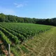 Vignoble des Voeux - Martin Ebersbach