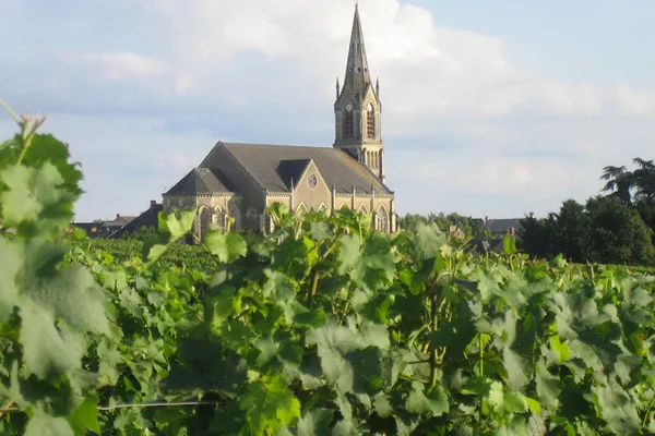 Vignoble du Beau Soleil EARL, Établissement vinicole à Bellevigne-en-Layon — Cabinet