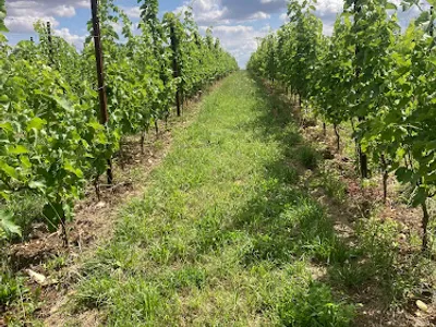 Vignoble Saint Paul — Vignoble à Corcy