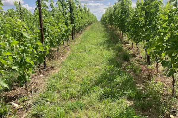 Vignoble Saint Paul, Vignoble à Corcy — Cabinet