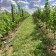 Vignoble Saint Paul