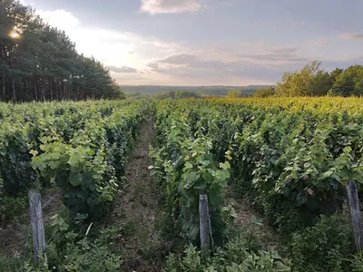 Vignoble Tévenot — Établissement vinicole à Candé-sur-Beuvron