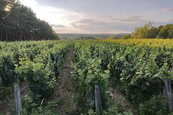Vignoble Tévenot, Établissement vinicole à Candé-sur-Beuvron — Cabinet