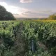 Vignoble Tévenot
