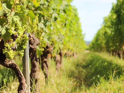 Vignobles Bardet — attractions à Vignonet